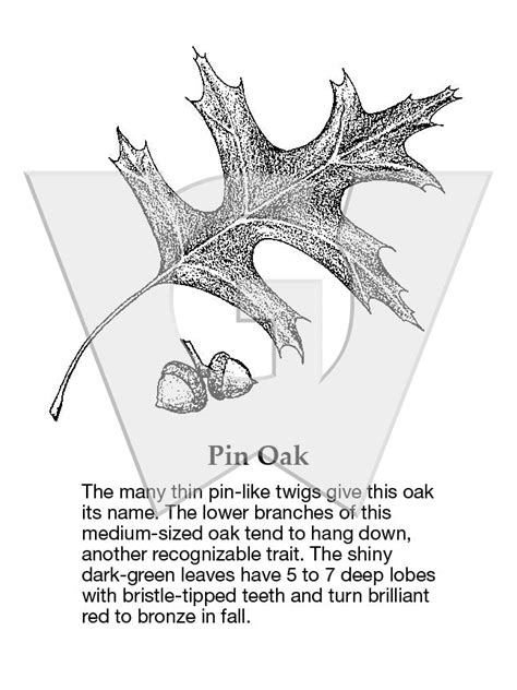Pin Oak Wilderness Graphics Inc