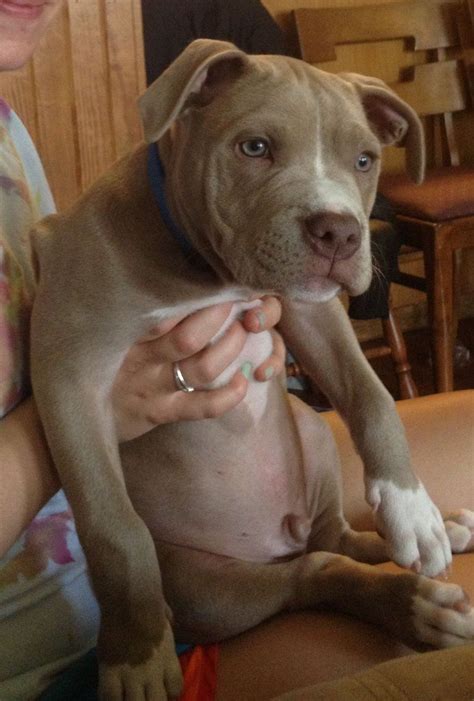 So you need to make sure you feed your puppy a homemade or commercial diet that has all the nutrition he will need at this crucial life stage. 320 best "Pit Bulls Are Fun ,Loving ,and vary Good Kids." images on Pinterest | Pitt bulls ...