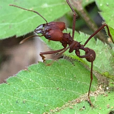 Como eliminar formigas cortadeiras Boi Saúde