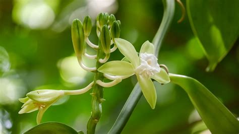 How To Grow And Care For Vanilla Orchids