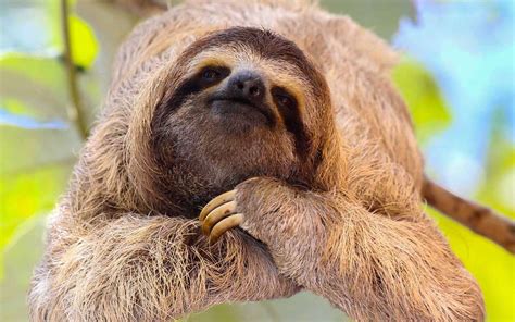 Where To Hang With Sloths On International Sloth Day Travel Leisure