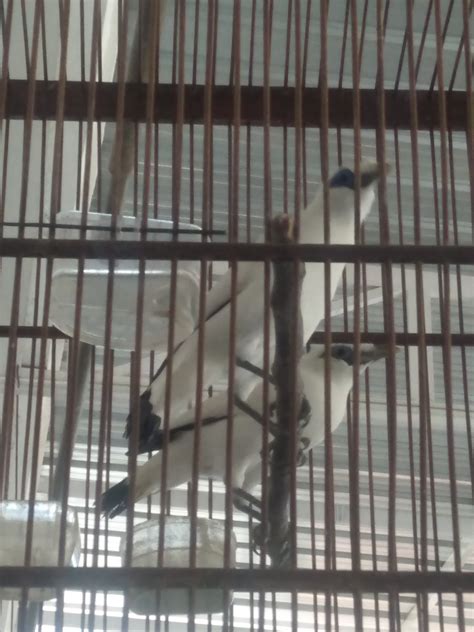 jual beli burung kicau komplit area pekalongan dan sekitarnya