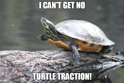 Hilarious Turtle Memes That Are So Funny They Re Actually Dangerous