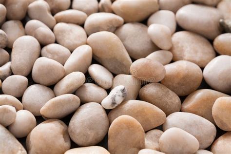 Sea Pebbles Background Natural Seashore Stones Stock Image Image Of