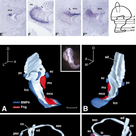 Pdf Development Of The Mouse Inner Ear And Origin Of Its Sensory Organs