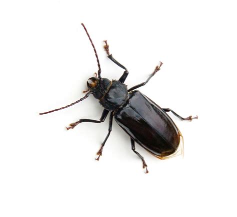 Getting Rid Of Beetles In Your House Thriftyfun