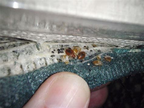 Bed Bug Testing In Phoenix Az Bills Pest Termite Control