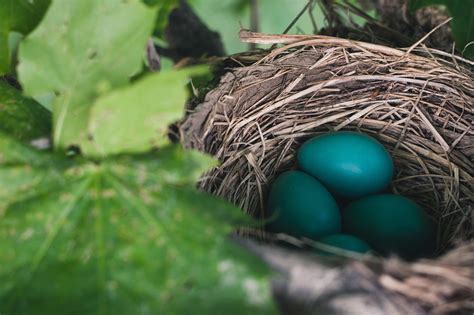 Birds Able To Adjust Egg Laying Date