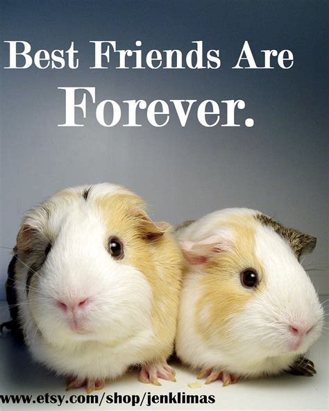 Pig funny sayings vectors (26). Guinea Pig Funny Quotes. QuotesGram