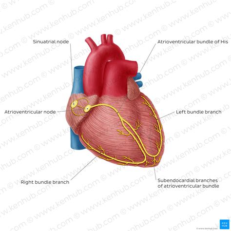 Conduction System Of The Heart Parts And Functions Kenhub