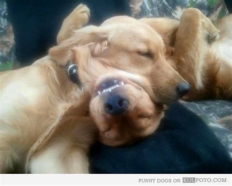20 Dogs Sleeping In Hilariously Bizarre Positions