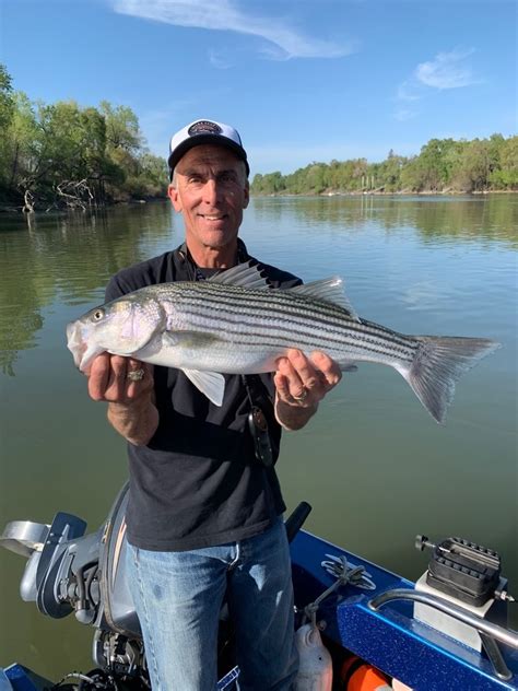 Sacramento River Fish Report Sacramento River Striped Bass On The