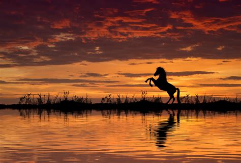 Horse Reflection And Sunset Wallpaper Hd Animals 4k Wallpapers Images