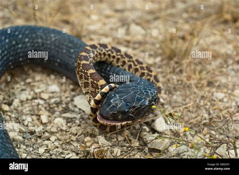 An Indigo Snake Swallowing And Eating A Bullsnake Spofford Texas Stock