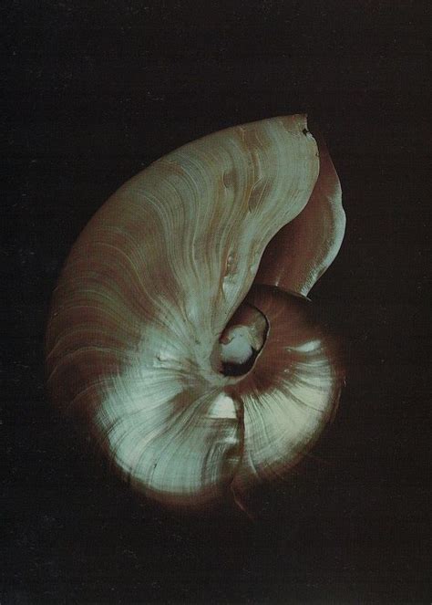 Edward Weston 1886 1958 Nautilus Shell 1927 Artofit