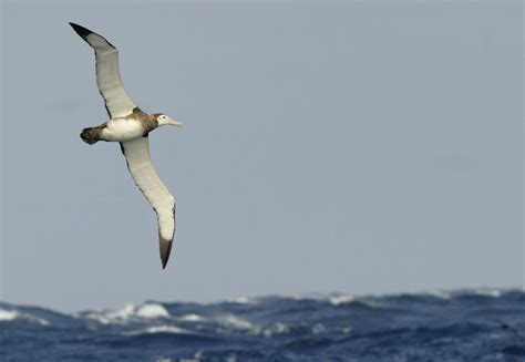 Two Males For Every Female Antipodean Albatross In Breeding Crisis Surfbirds