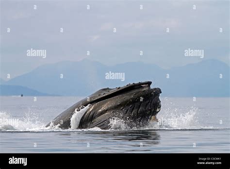 Humpback Whale Megaptera Novaeangliae Single Individual Lunge