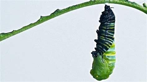 Caterpillar To Chrysalis Metamorphosis Timelapse Butterfly Life Cycle
