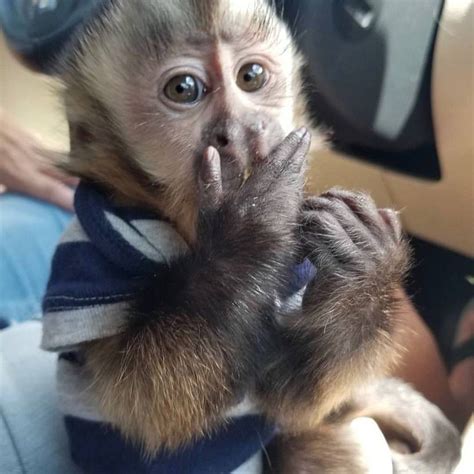 Local Baby Capuchin Monkeys For Adoption Buyforfarm Free Local