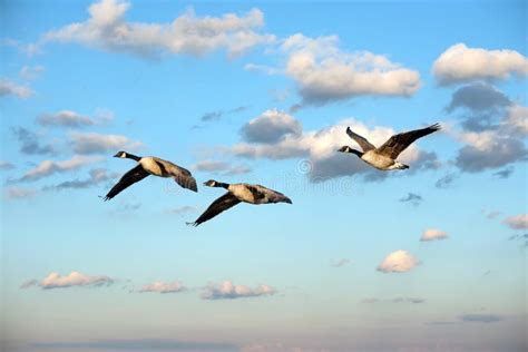 Flock Of Canada Geese Flying In The Clouds Near Sunset Stock Photo