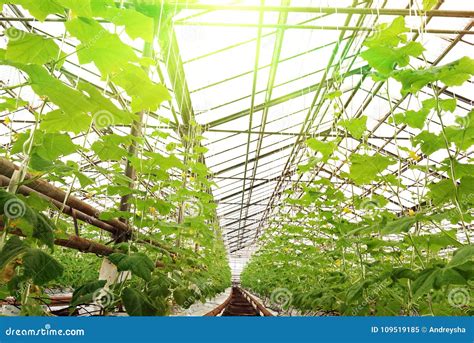 Growing Cucumbers In A Greenhouse Stock Image Image Of Color