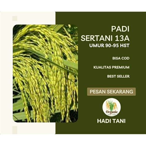 Jual Benih Padi Premium Sertani 13a Kemasan 5kg Shopee Indonesia