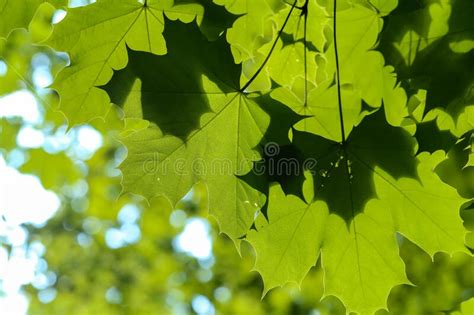 Green Maple Leaves In The Rays Of Morning Sunlight Stock Image Image