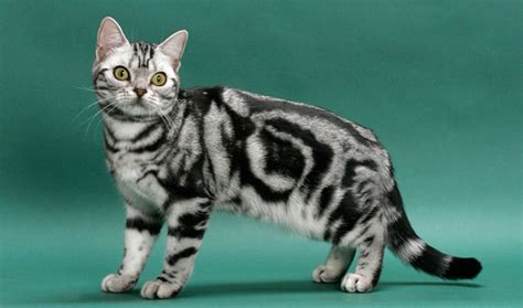 American Shorthair Cat Breed Information Vetstreet Vetstreet