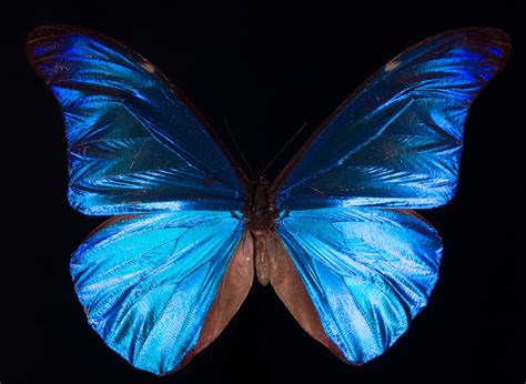 How Structural Coloration Gives The Morpho Butterfly Its Gorgeous
