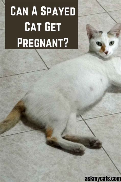 Can A Spayedfixed Cat Get Pregnant