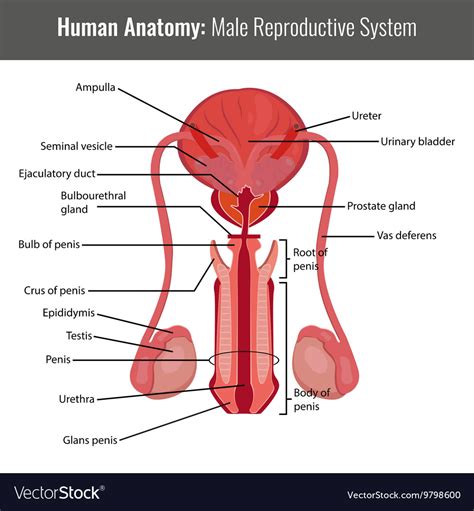 We think this is the most useful anatomy picture that you need. Male Reproductive System Diagram - exatin.info