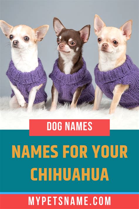 Chihuahua Names Pets Lovers