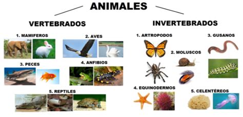 Animales Vertebrados E Invertebrados