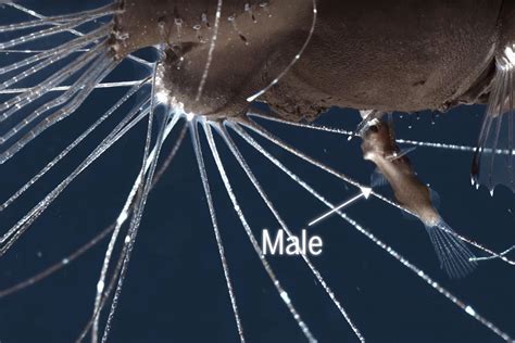 First Ever Footage Of Mating Anglerfish Is Strangely Mesmerising Deep