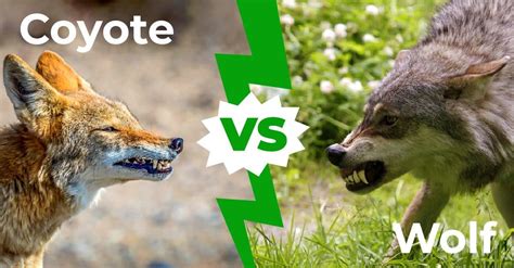 Coyote Vs Wolf The 6 Key Differences Explained Az Animals