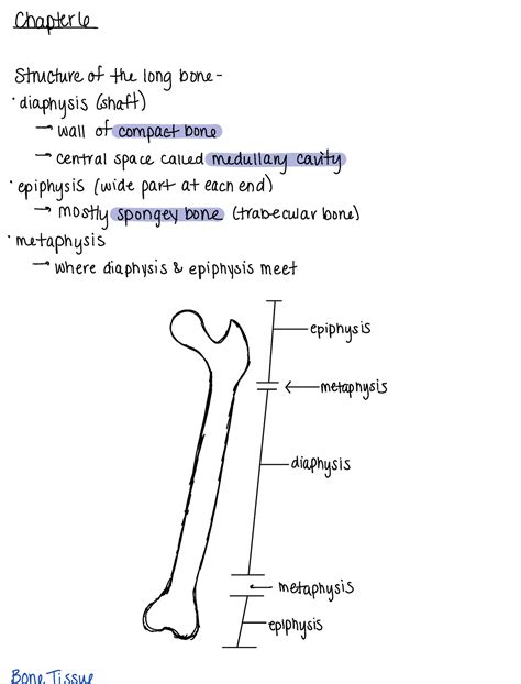 Chapter 6 Bones And Bone Structure Chapter Structure Of The Long Bone