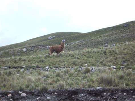 Llama On The Range