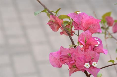 Rosa Flores Jardim Foto Gratuita No Pixabay Pixabay