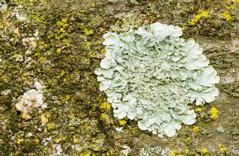 What Are The Different Types Of Lichen With Pictures