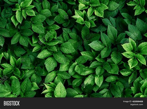 Beautiful 500 Green Background With Leaves Photos And Images For Wallpaper