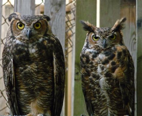 The Great Horned Owl: A Magnificent Avian Apex Predator - Owlcation