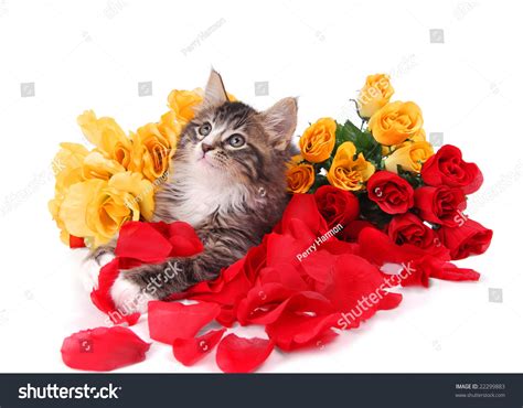Cute Tabby Kitten Surrounded By Roses Stock Photo 22299883 Shutterstock