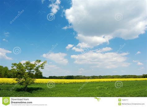 Lone Tree In A Field Stock Image Image Of Flower Acre