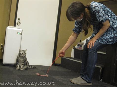Shinjuku is a bustling part of tokyo with so many options when it comes to eating and drinking. Cat Cafe - Shinjuku, Tokyo - Ciaran's Omnipurpose Blog