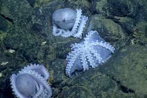 Amazing Octopus Nursery With Hundreds Of Brooding Creatures Is