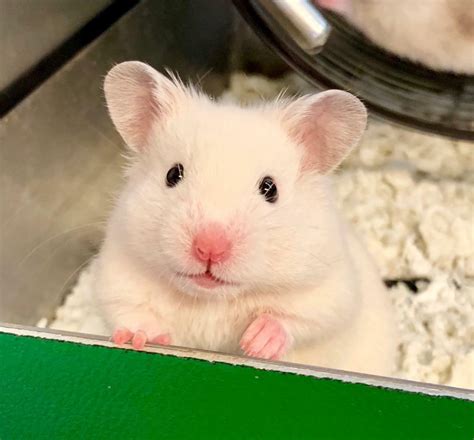 Tame Baby Syrian Hamsters White And Cream Colour In Croydon London