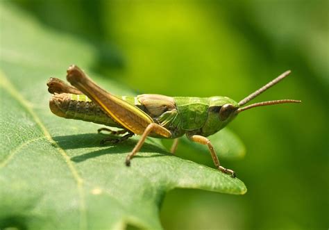 Green Grasshopper Flying