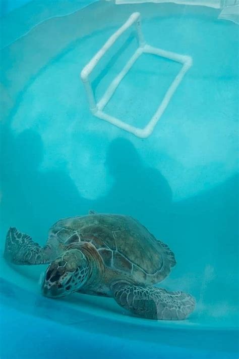 How To Visit The Sea Turtle Hospital In Marathon Florida Suite Life