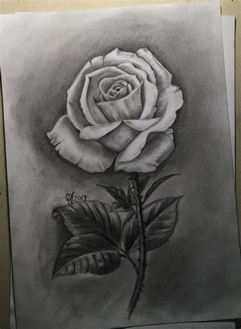 Rose Drawing Rose Drawing Drawings Art Images