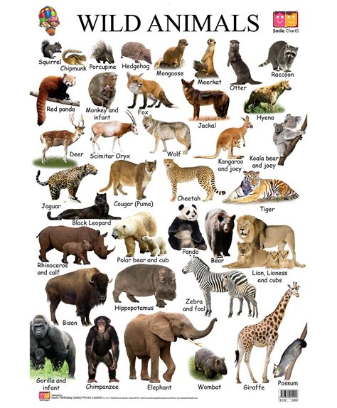 Animals Name With Picture Animals Name List Wild Animals List